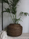 Antique Brown